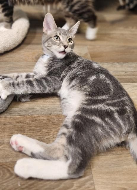 Kitten 28075 (Baby Bubba)