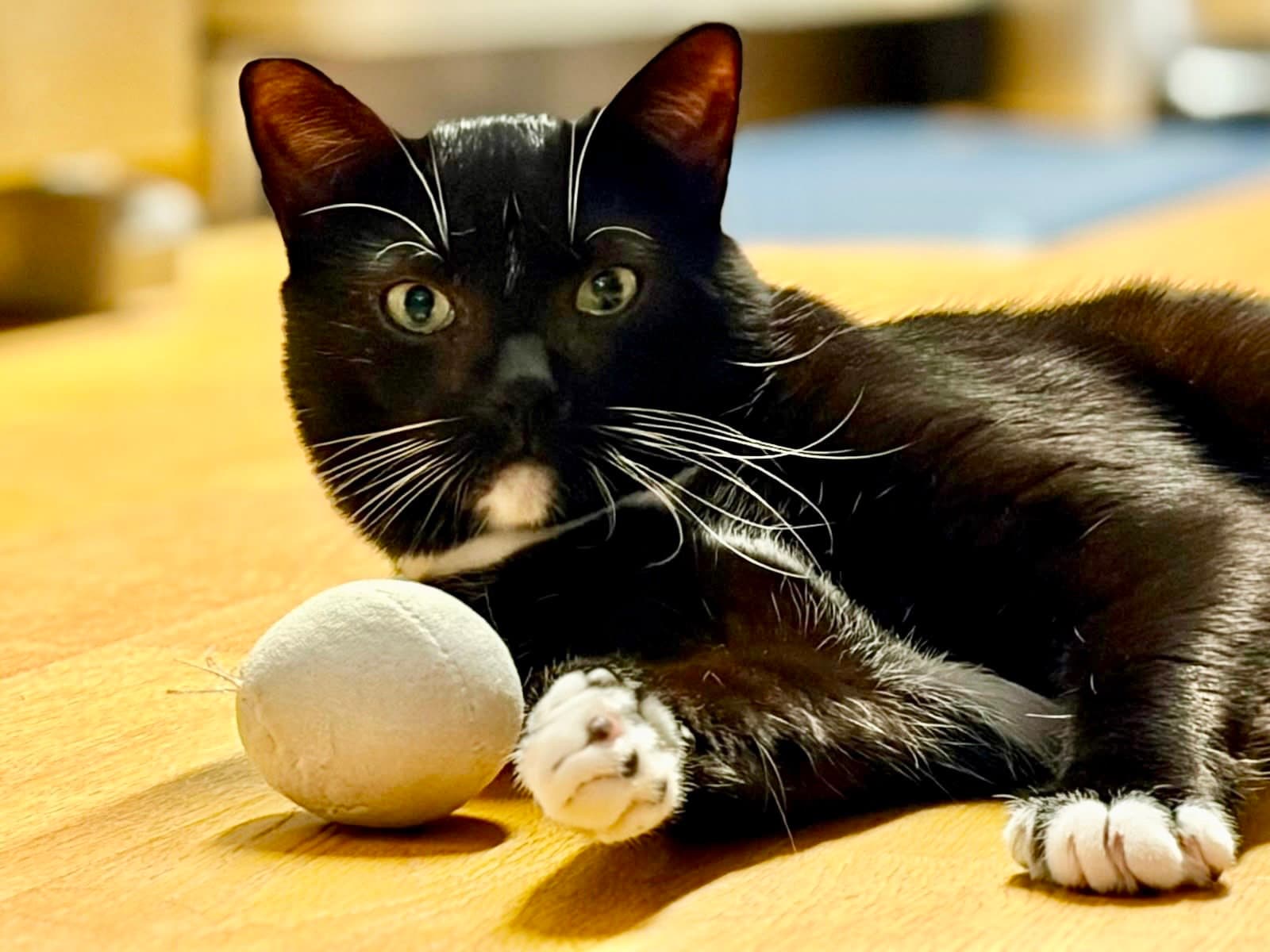 Catsby!