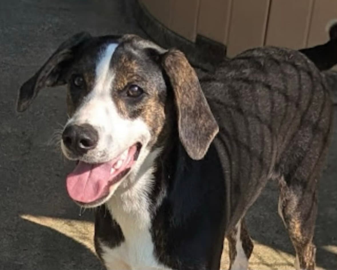 Mallory (in foster)