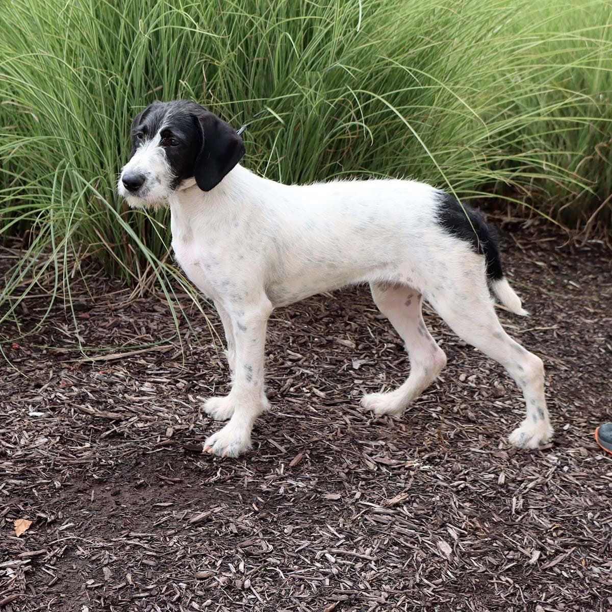 Wirehaired Terrier Luna