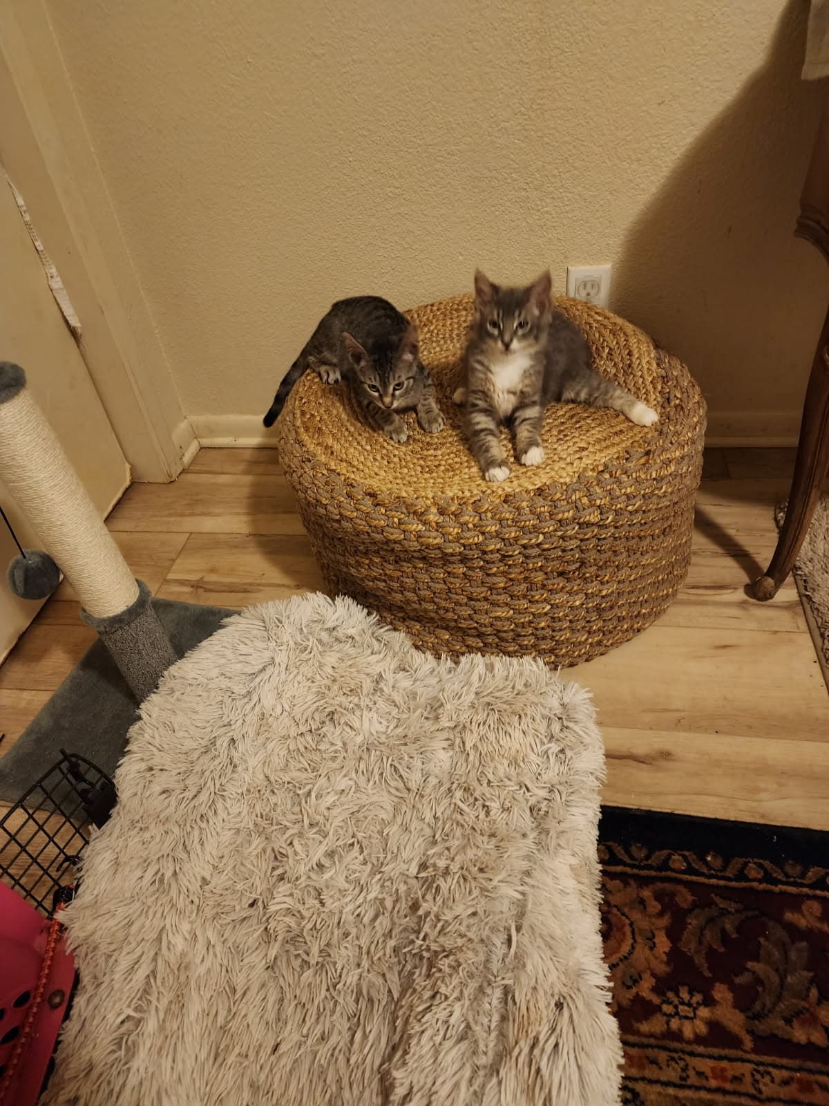Cornelius and Bathsheba