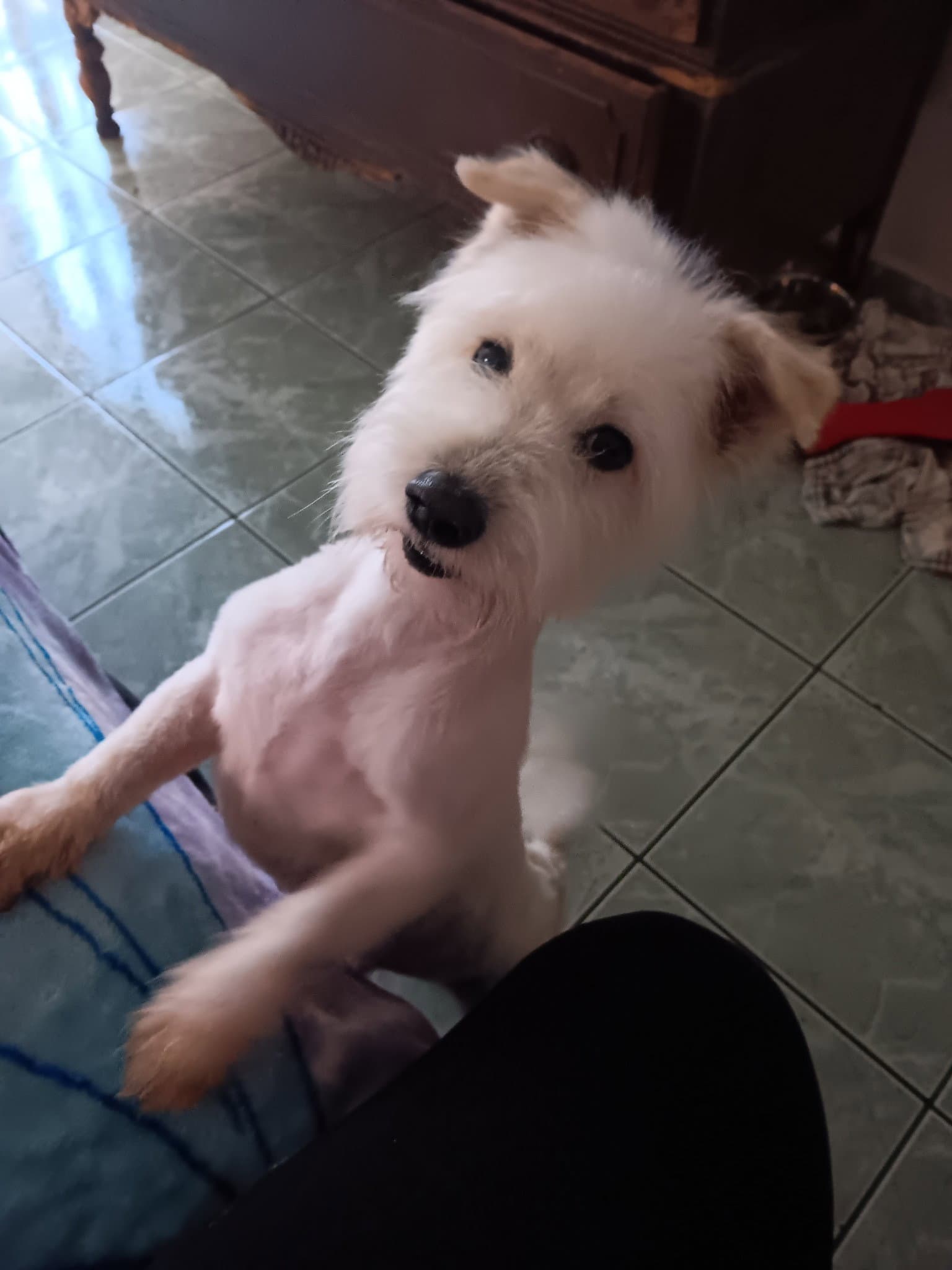 Georgie