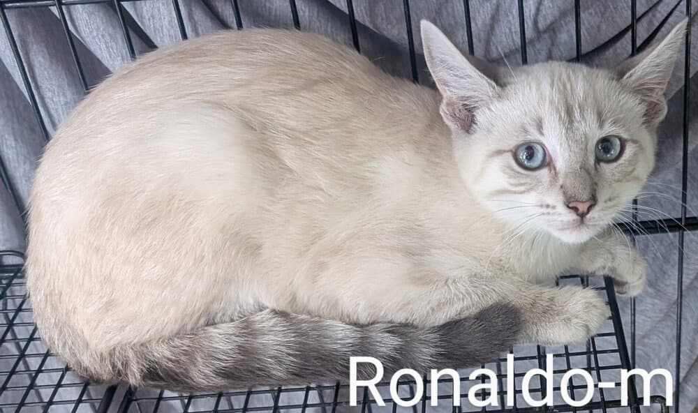 Ronaldo