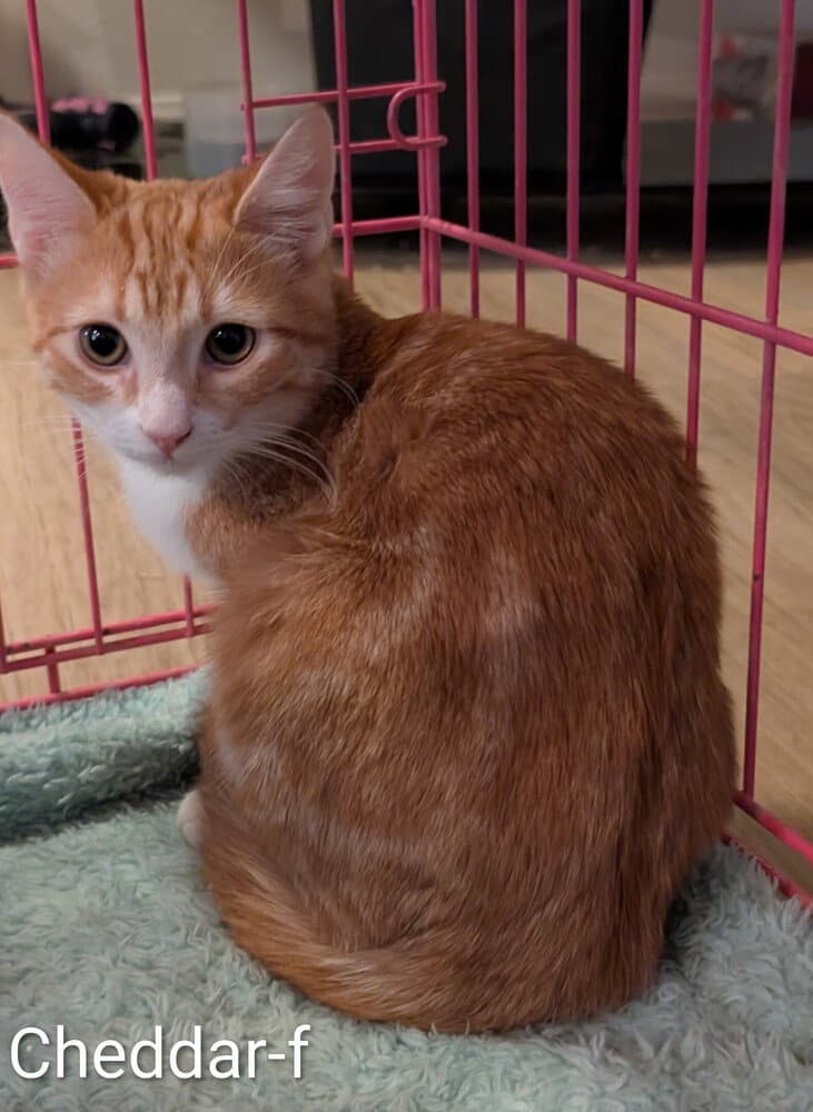 Cheddar