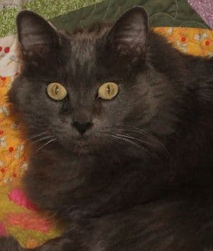Kit