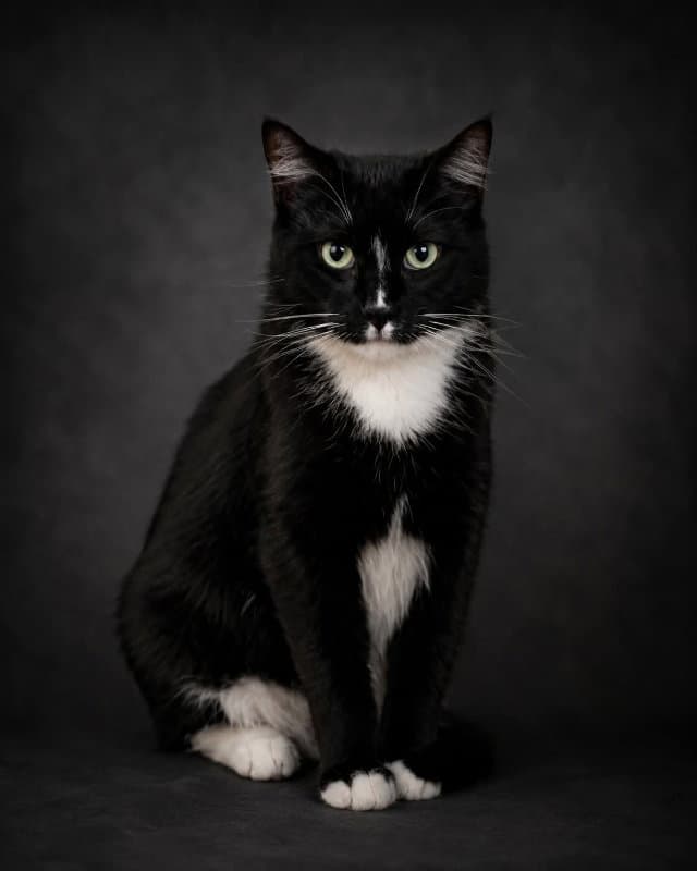 Ray Ray (bonded to Henray)