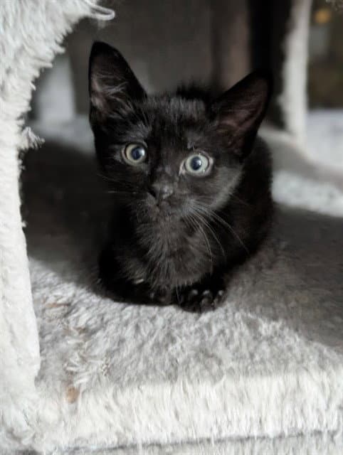 Josie