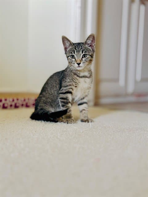 Whiskers