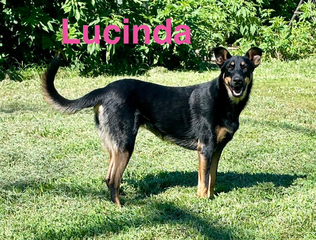 Lucinda