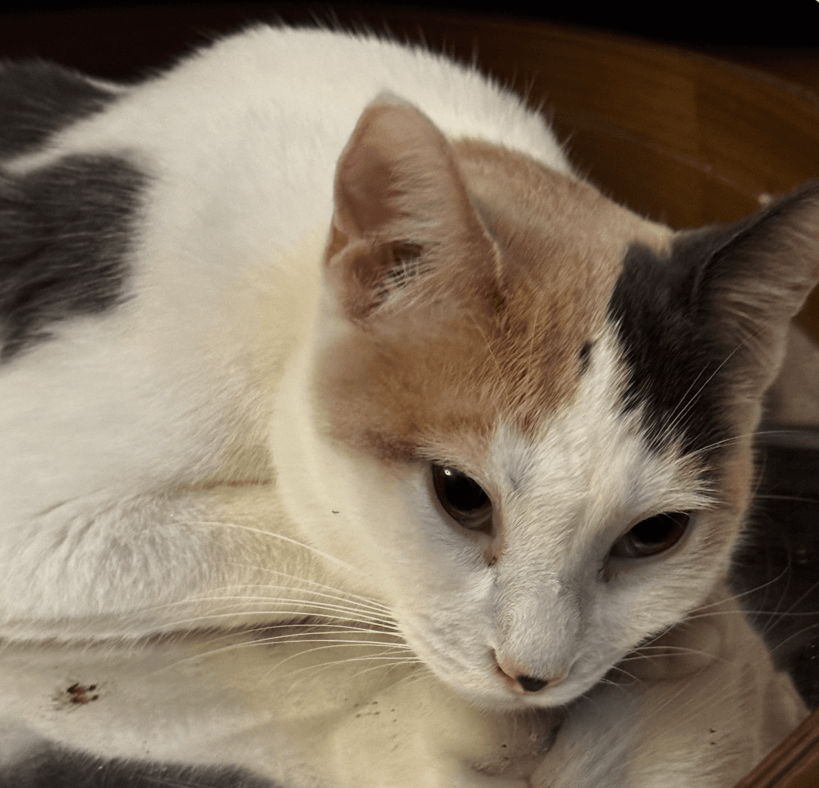 Florin