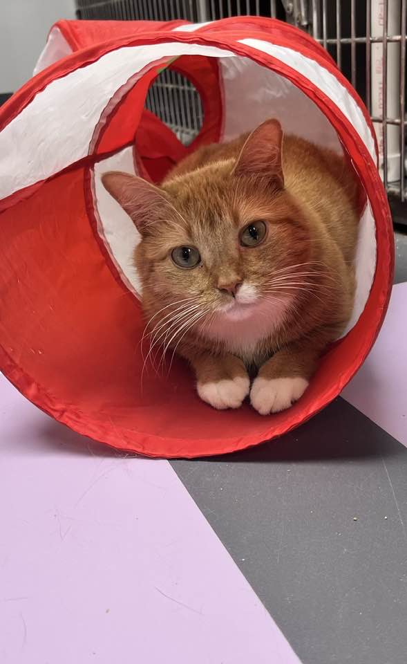 Butters