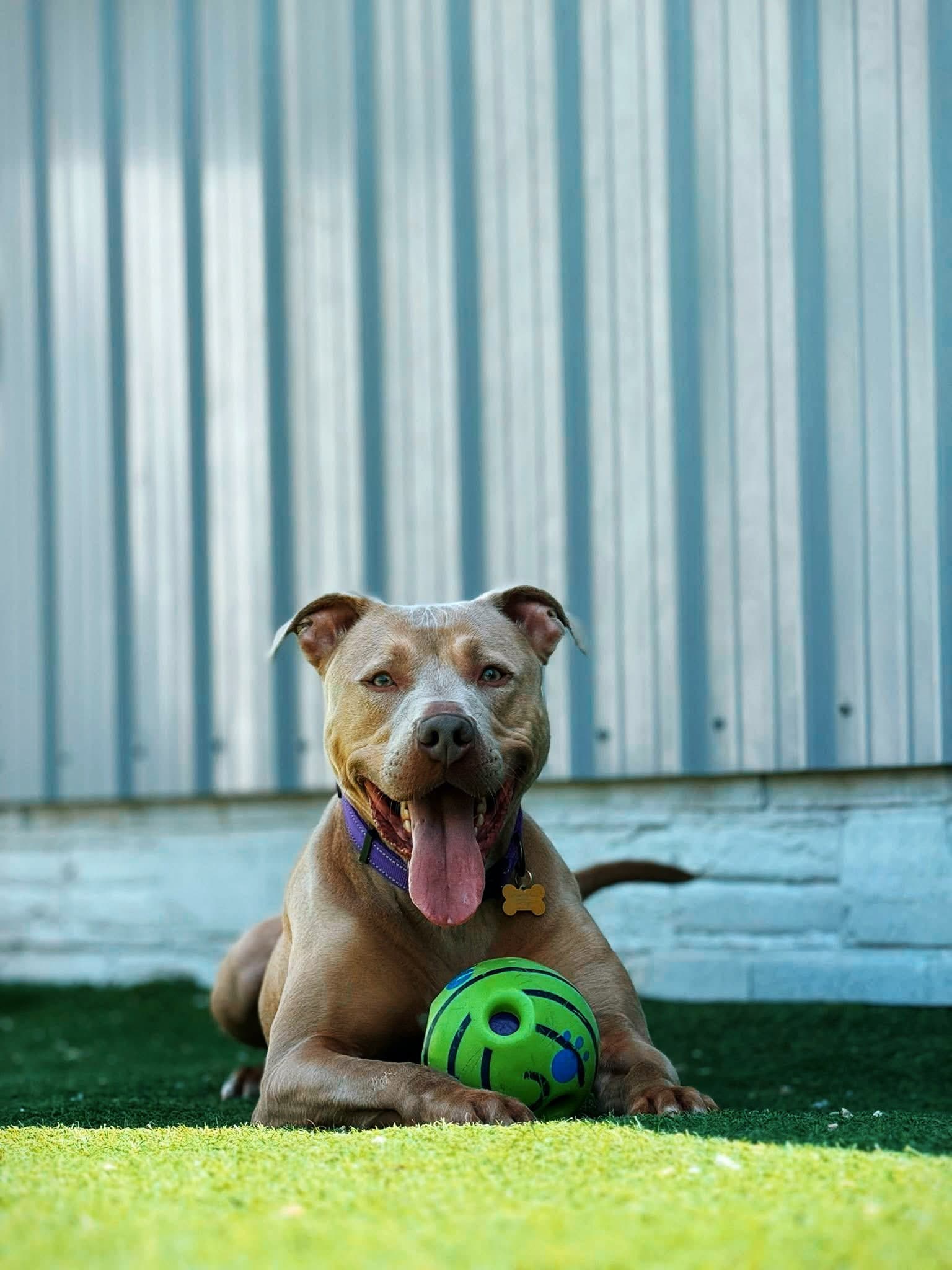 Chase