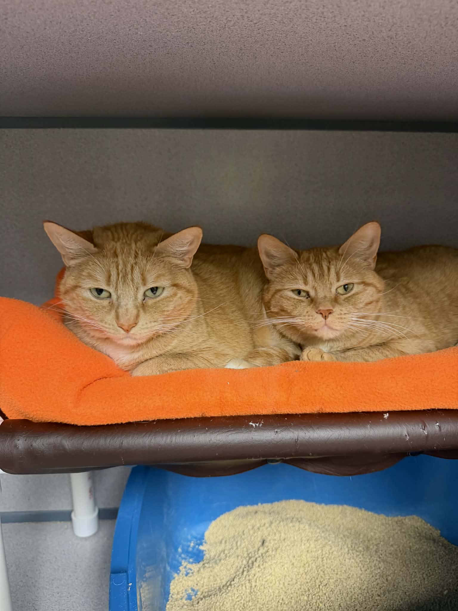 Paprika & Cayenne
