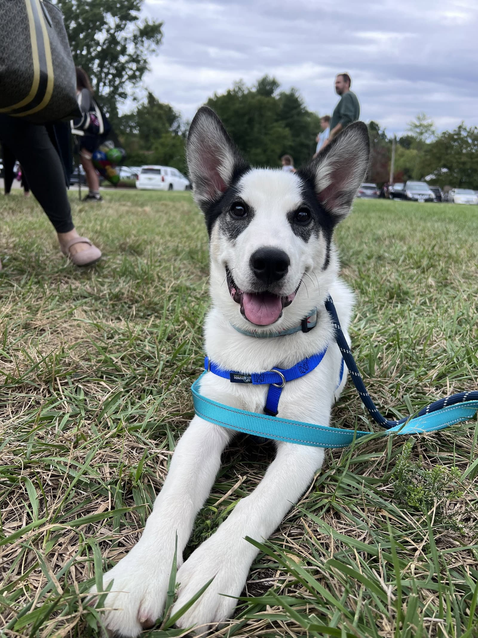 Yoshi