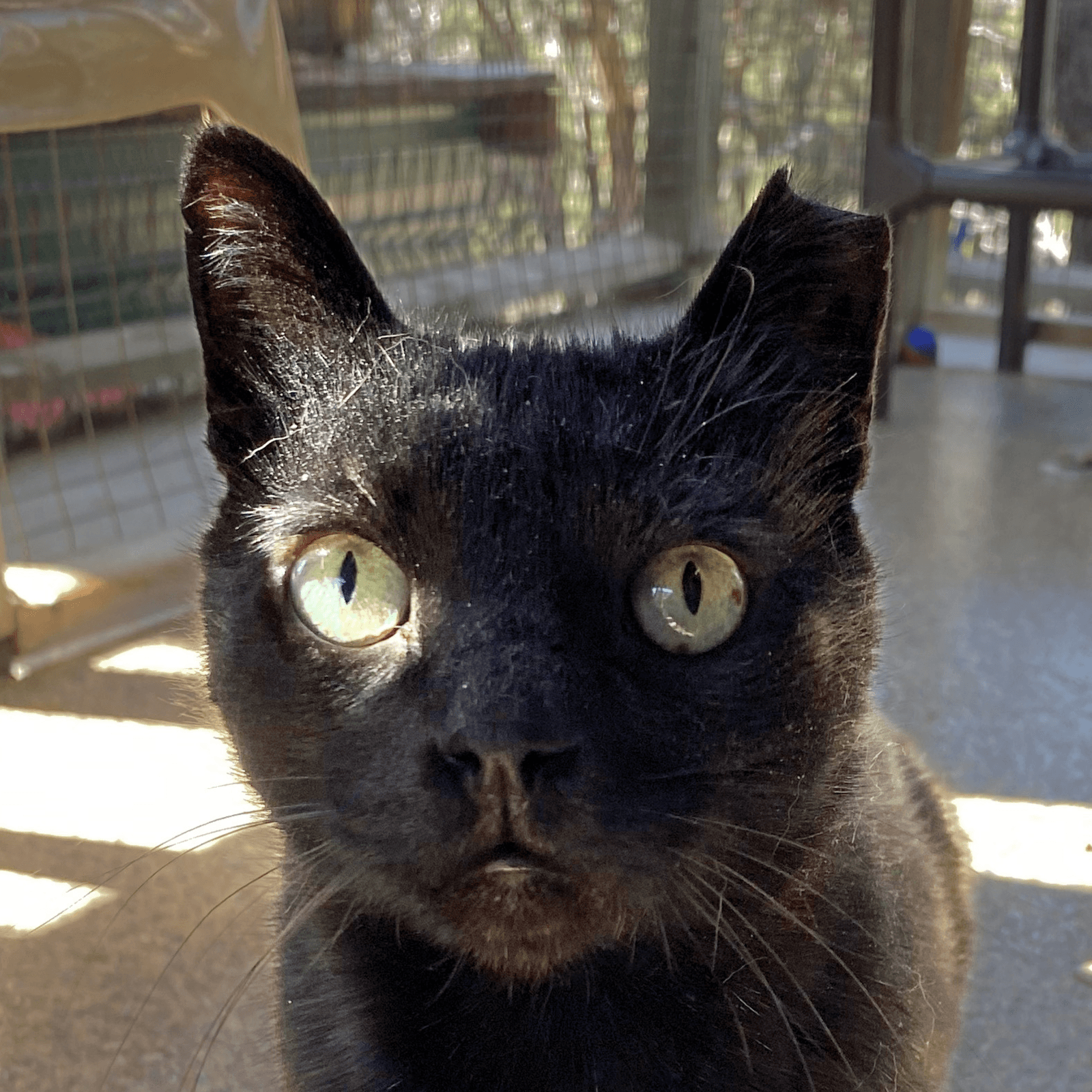 Yakko