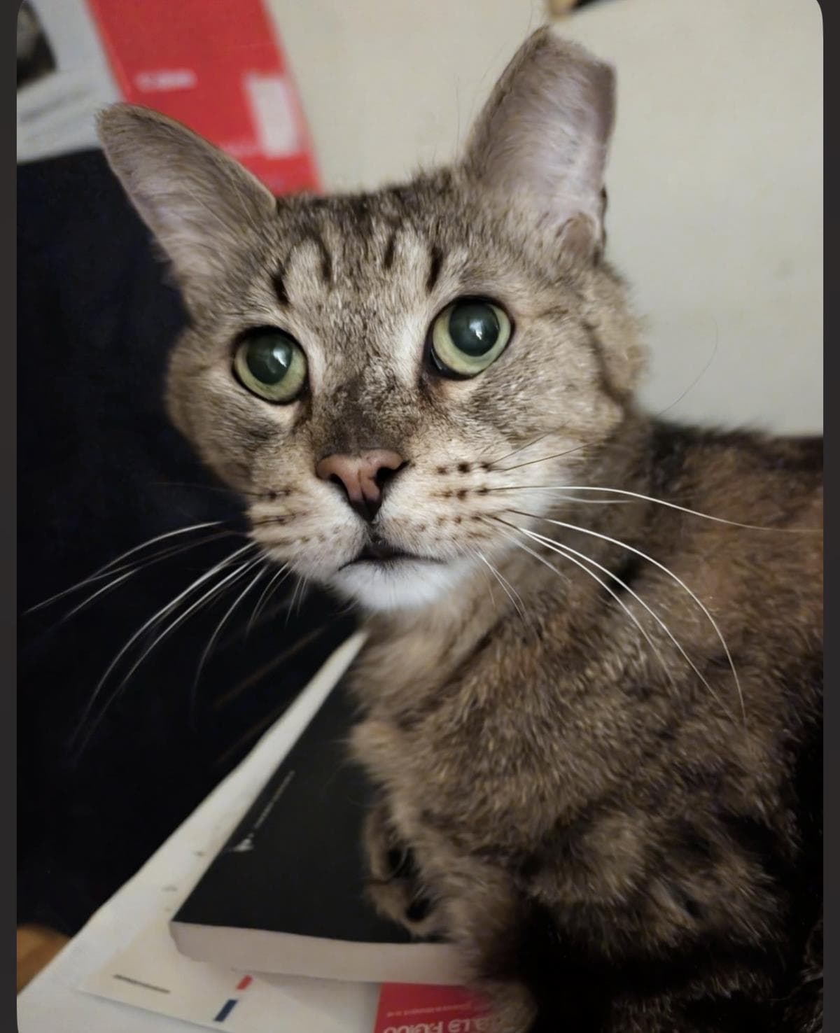 Simon Elderpaws
