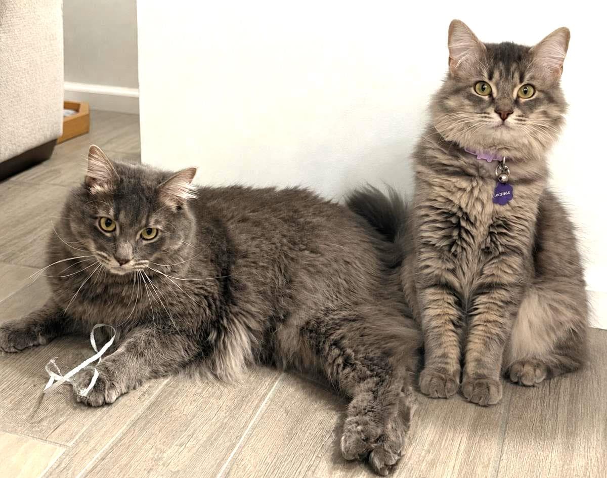 Midna Twilight Bonded To Link