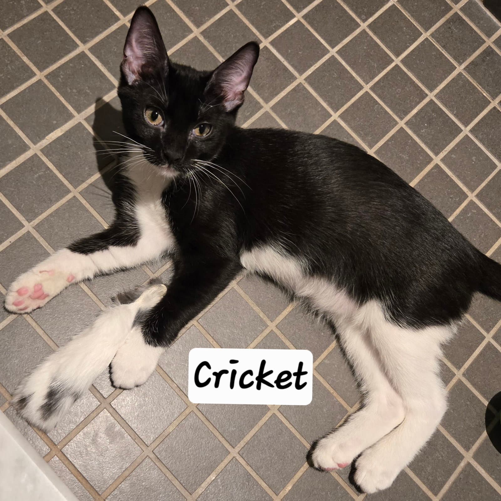 Cricket