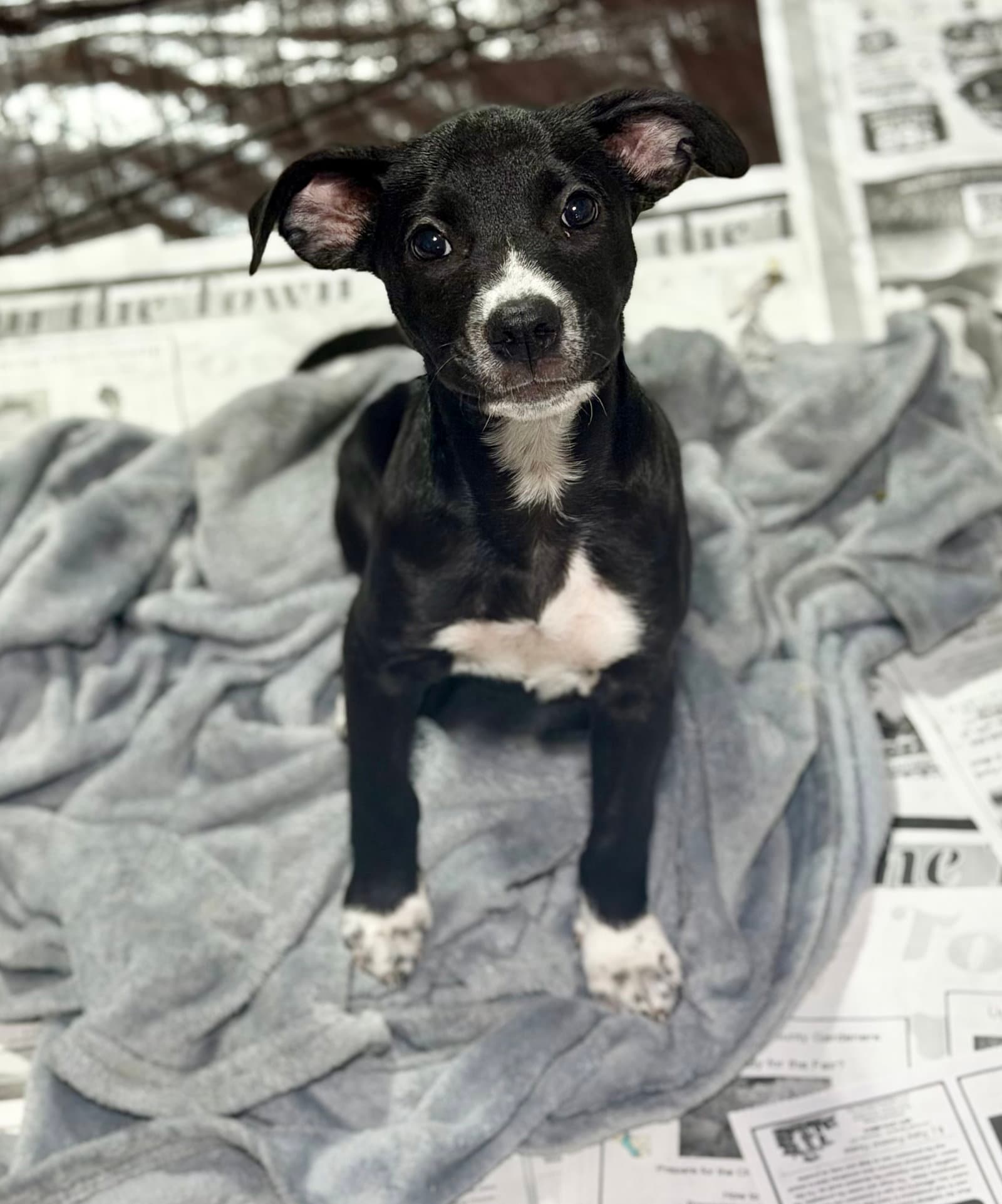 Juno (NY-Lia) *Rochester NY*