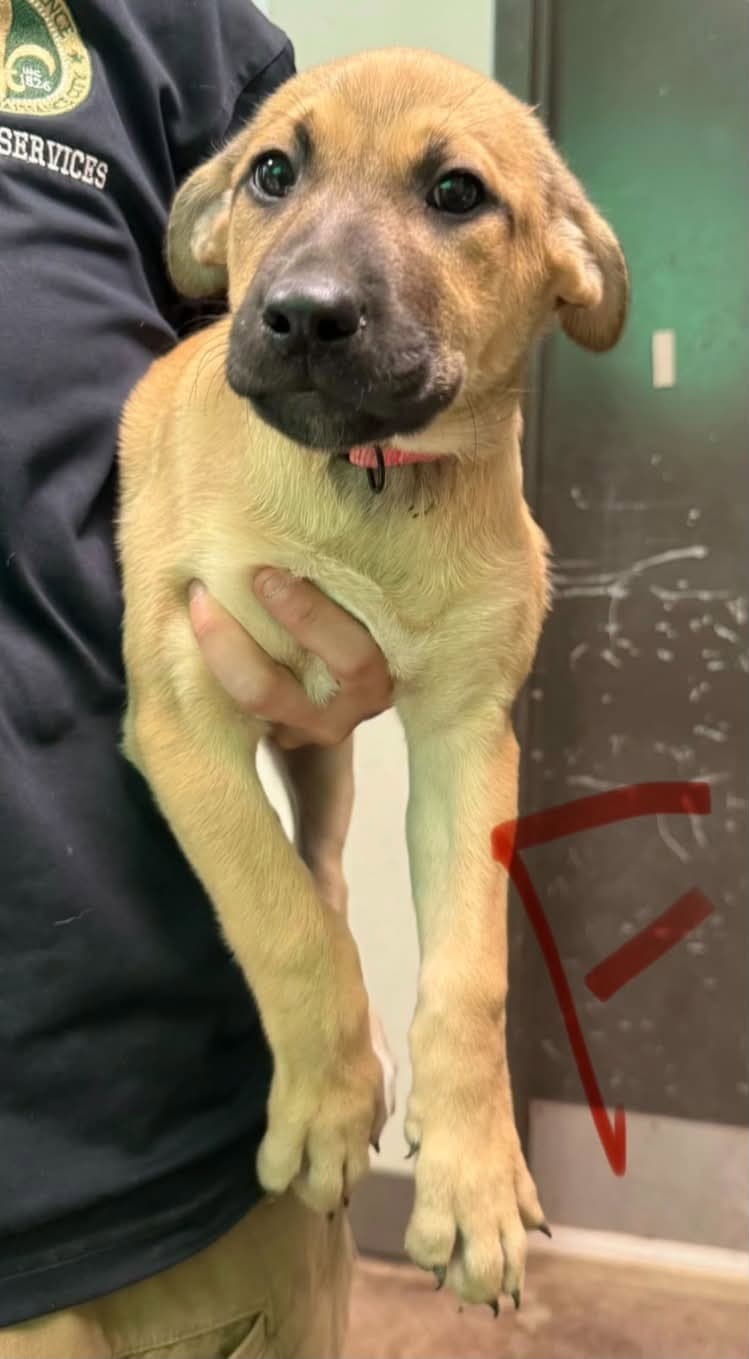 Sadie (NY-Emily)