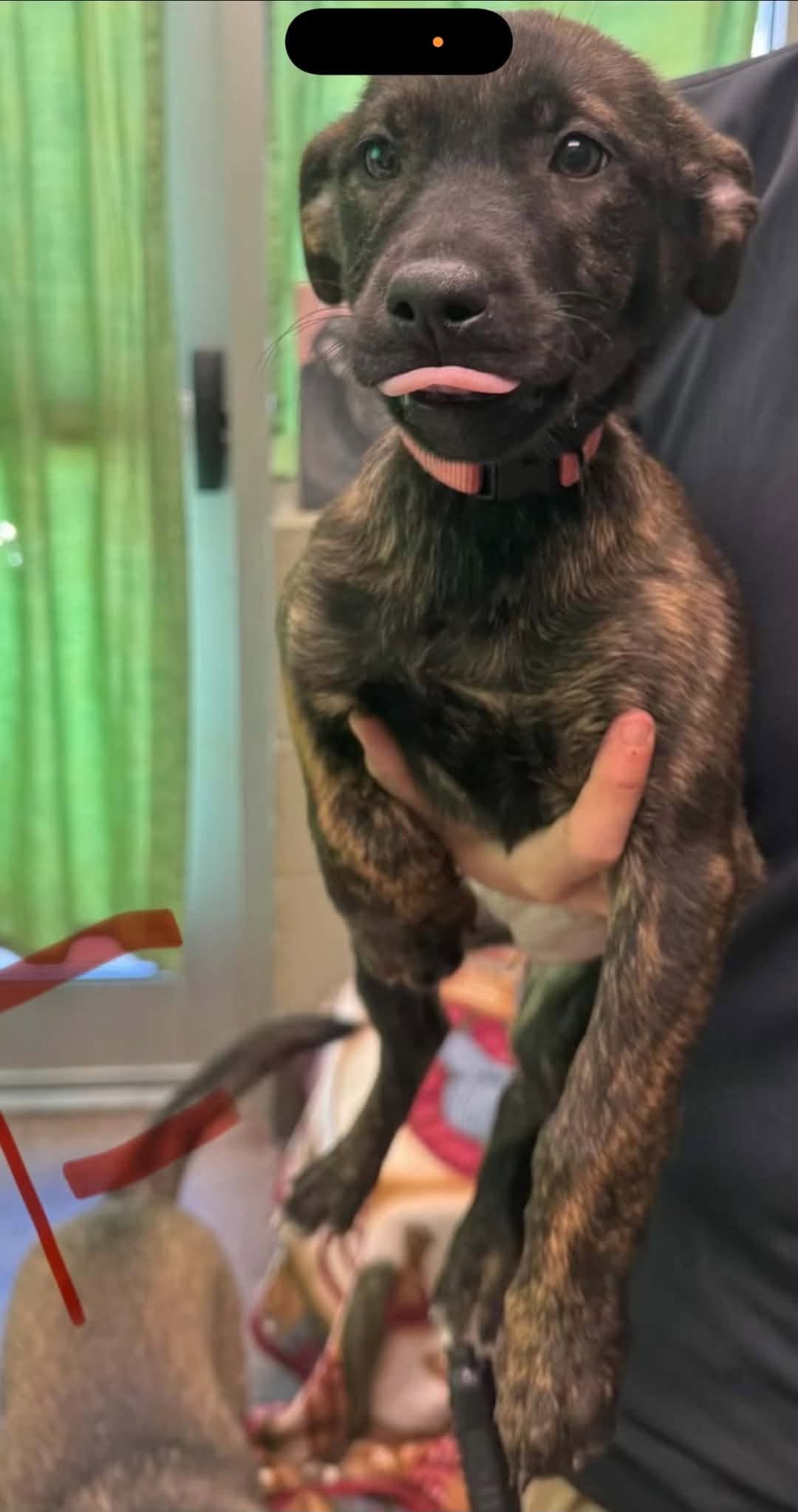 Shelby (NY-Emily)