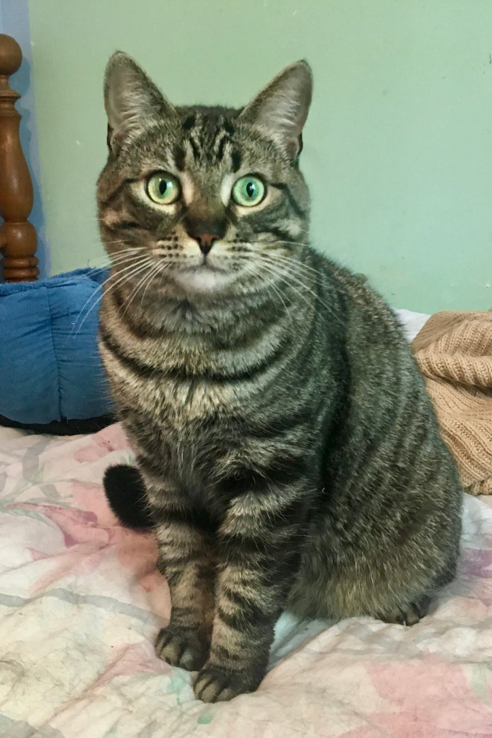 Piper