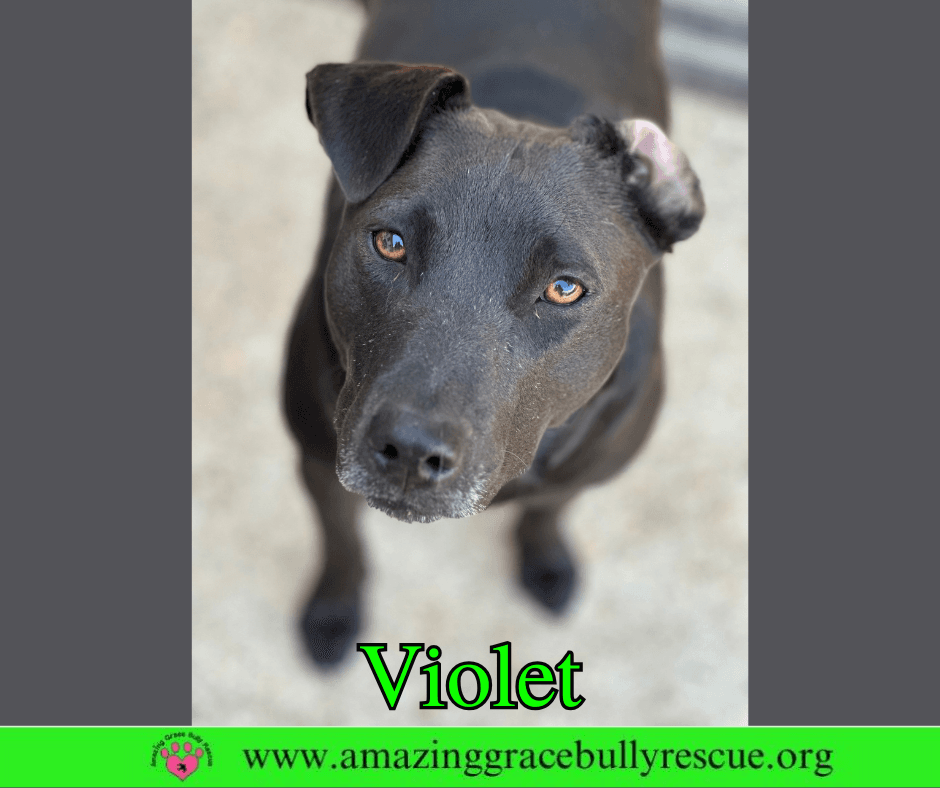 Violet