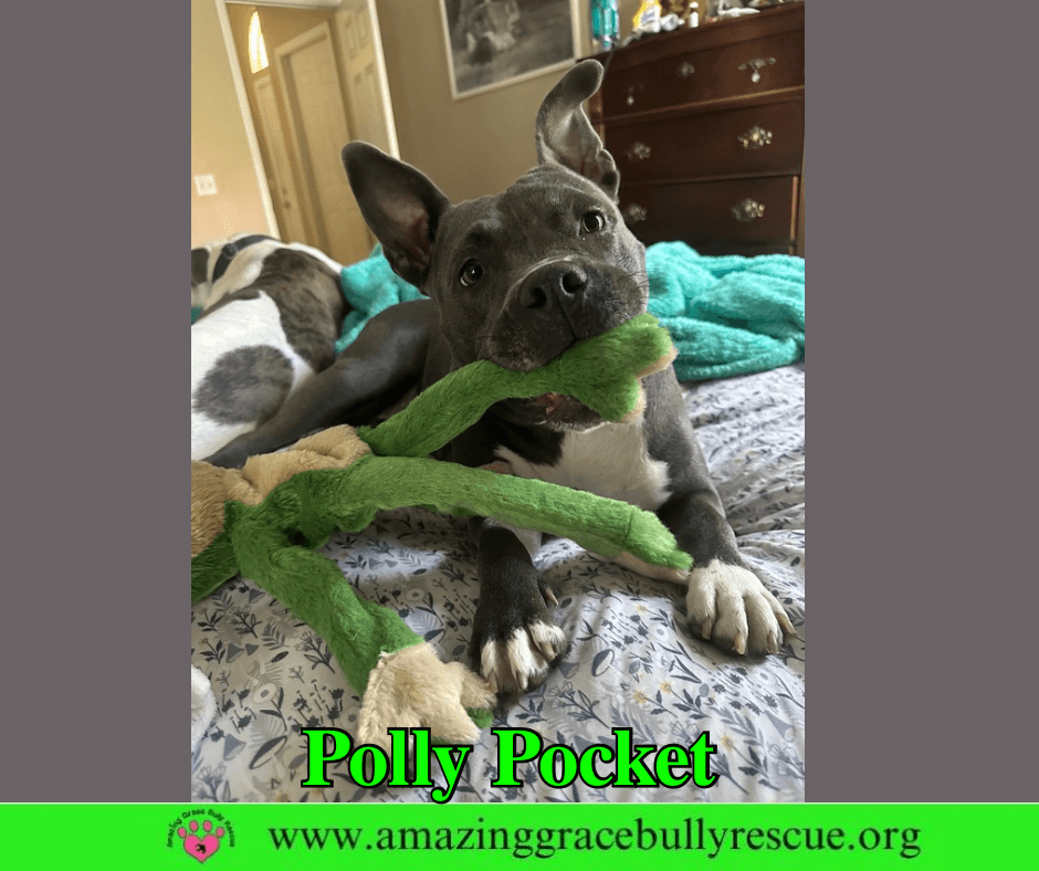 Polly Pocket