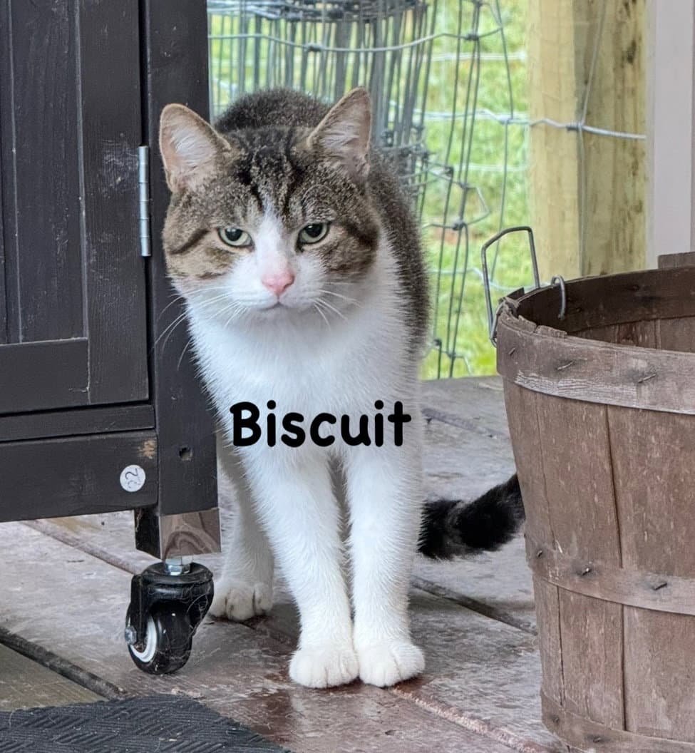 Biscuit
