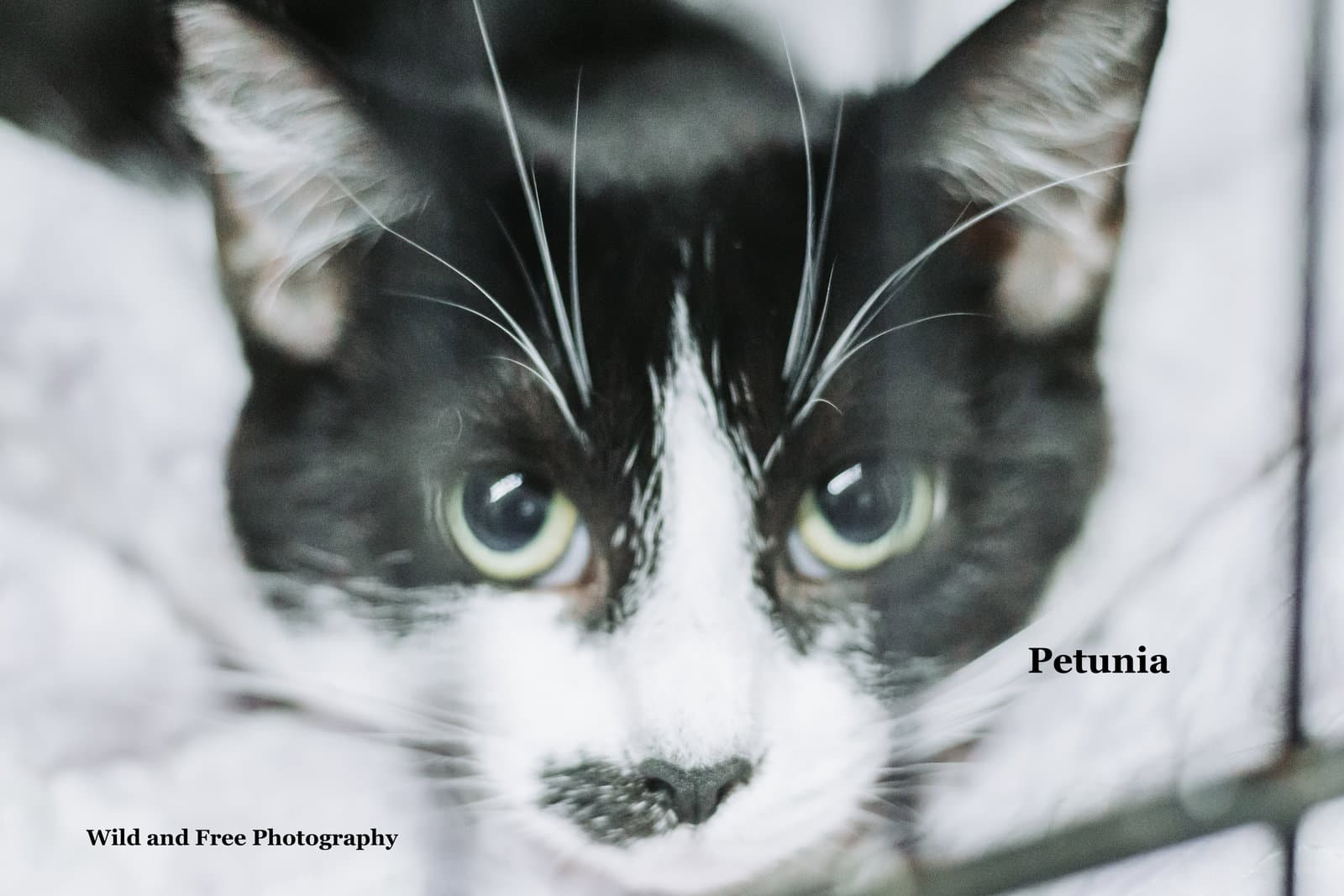 Petunia