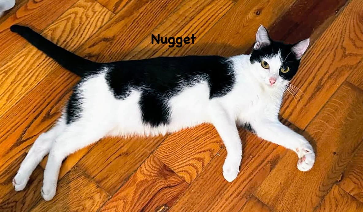 Nugget