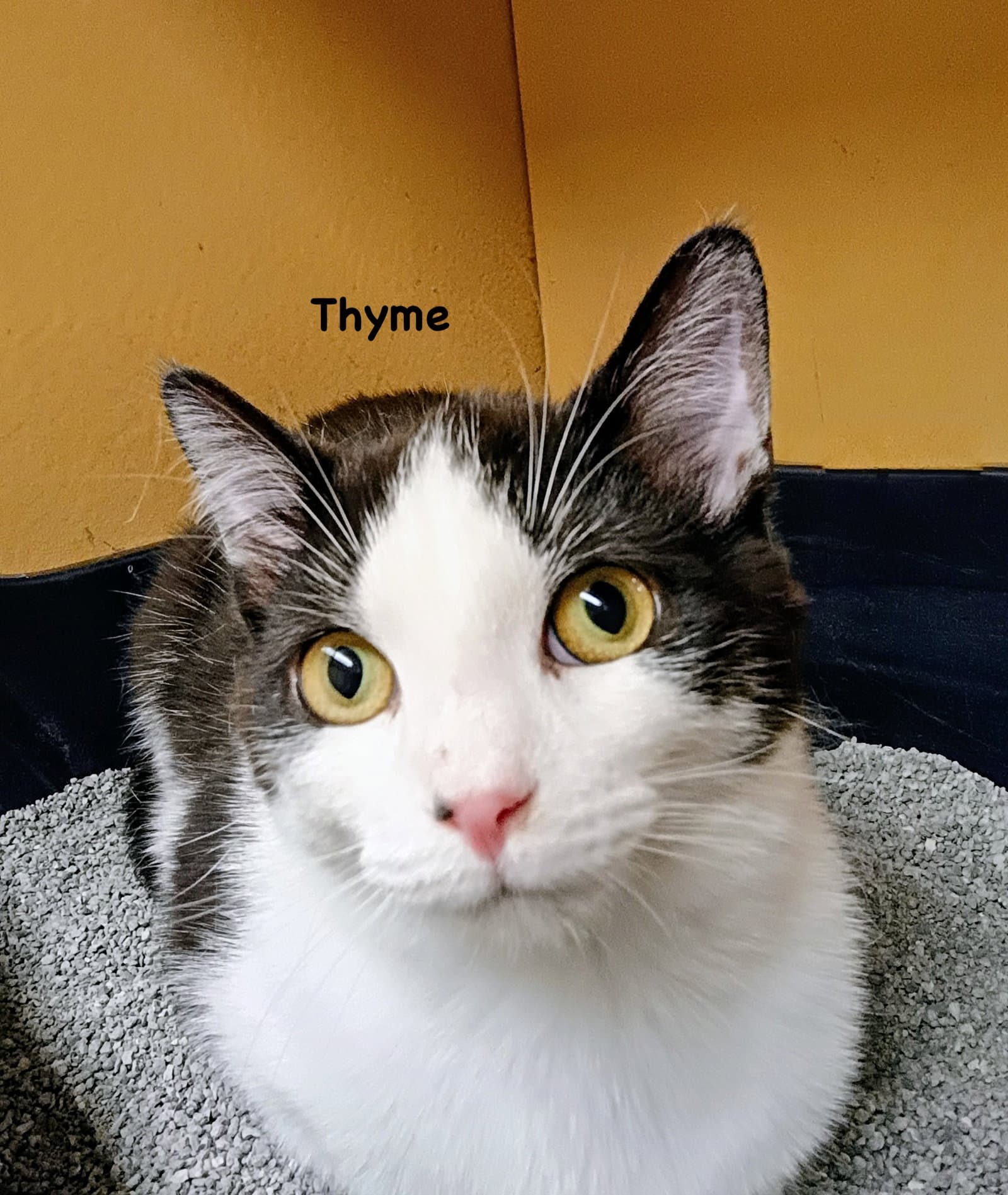 Thyme