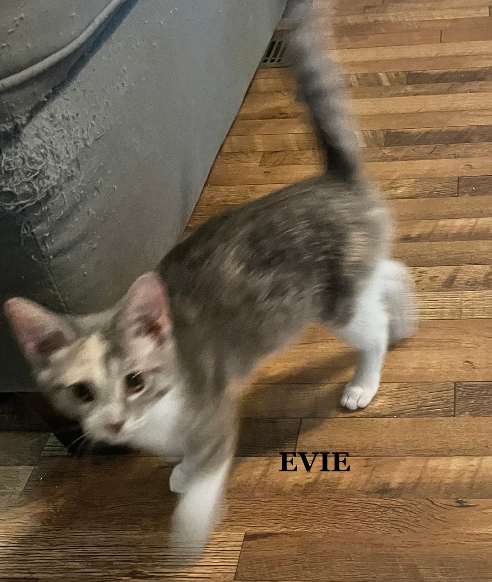 Evie
