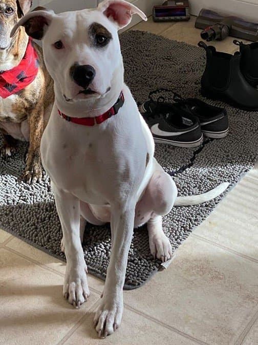 Leila
