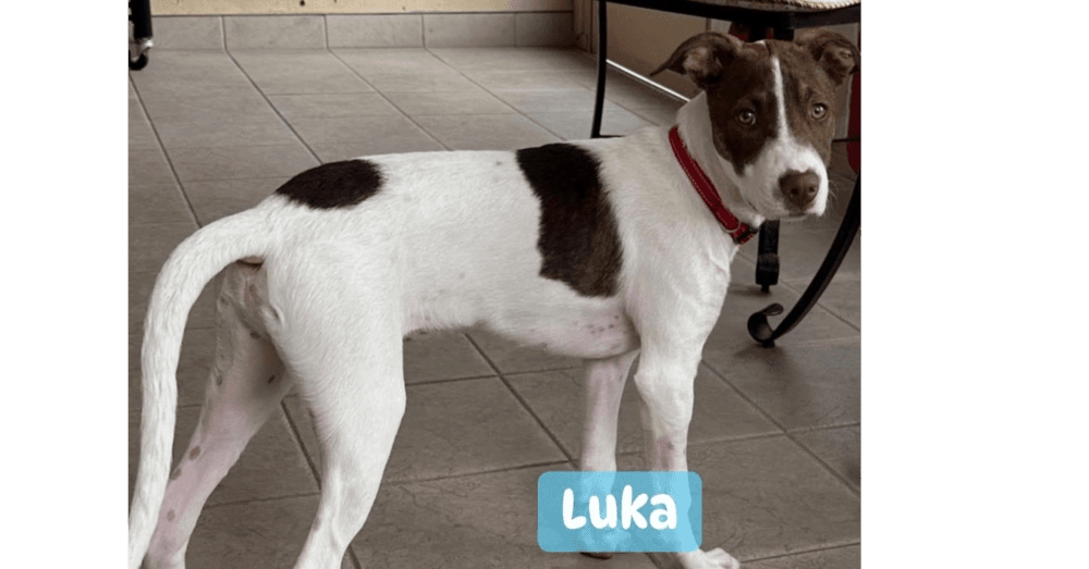 Luka (TX)