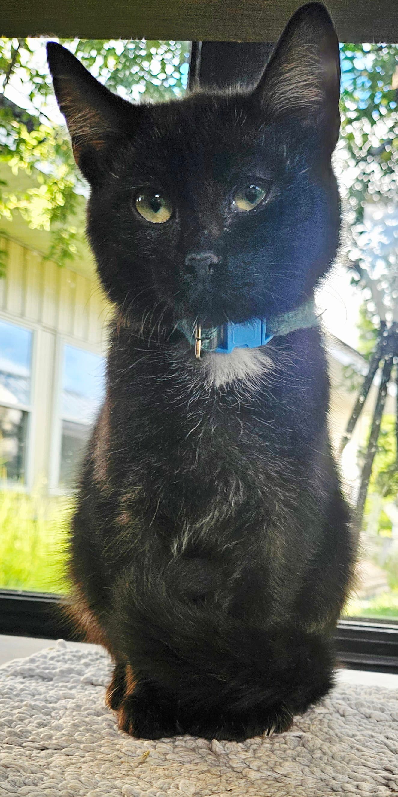 Not so Whitey