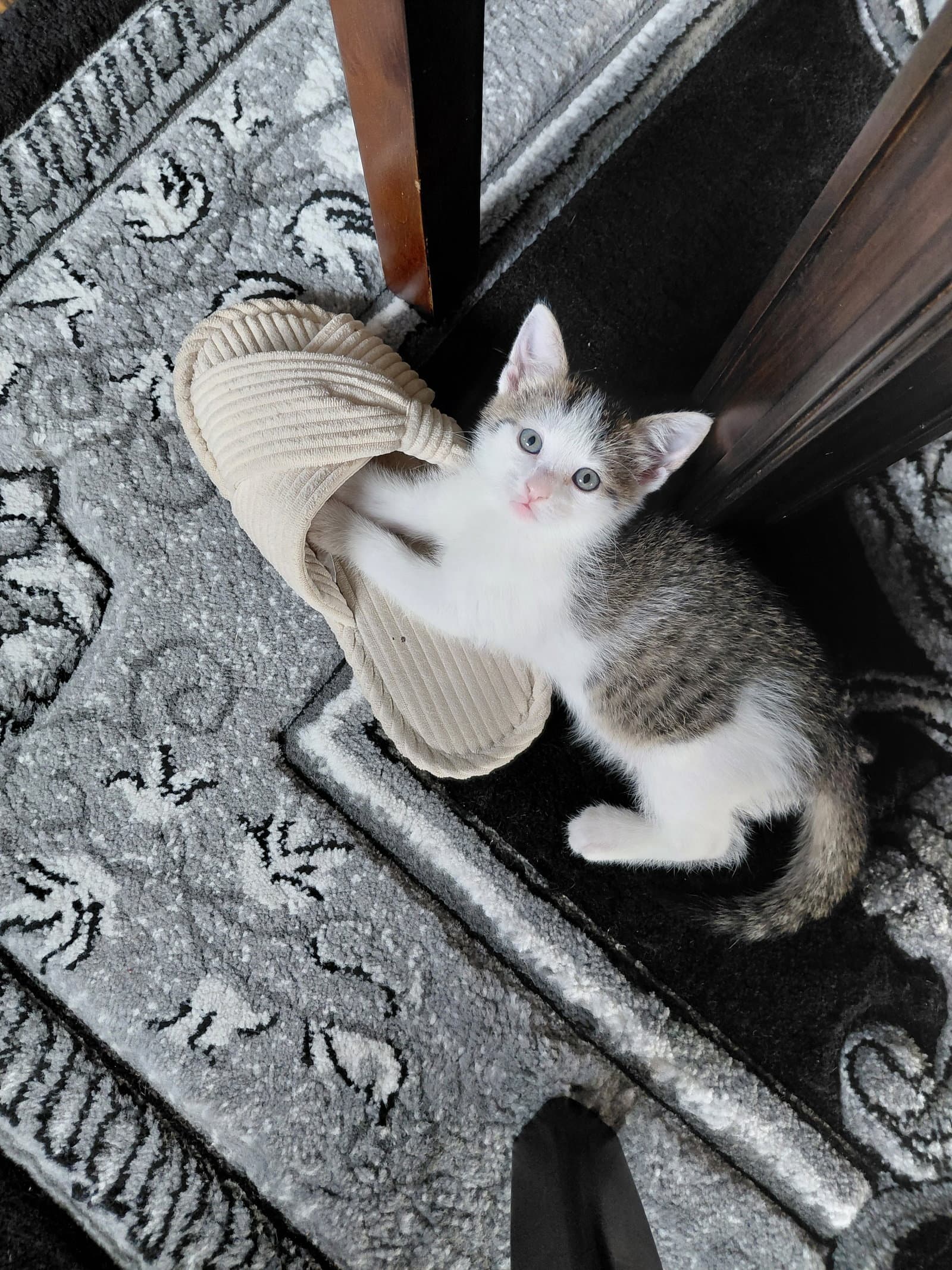 Lily G.