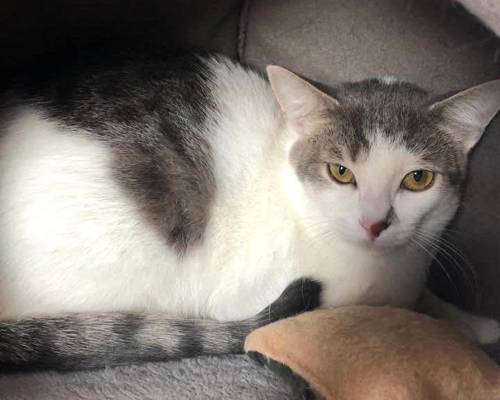 Mirabelle