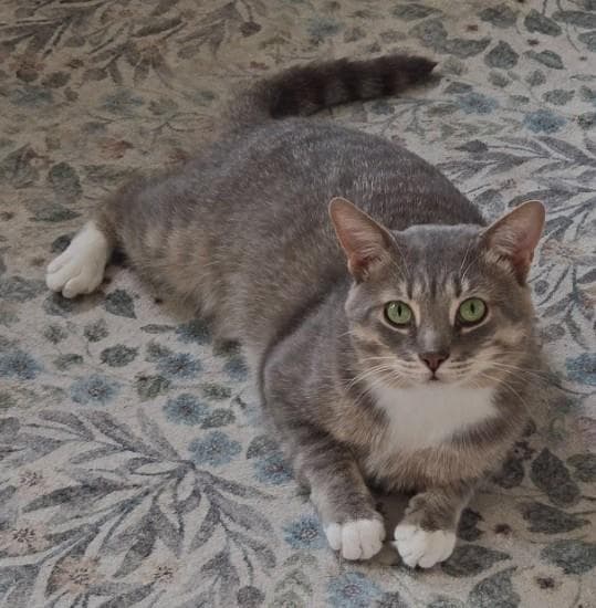 Jasper
