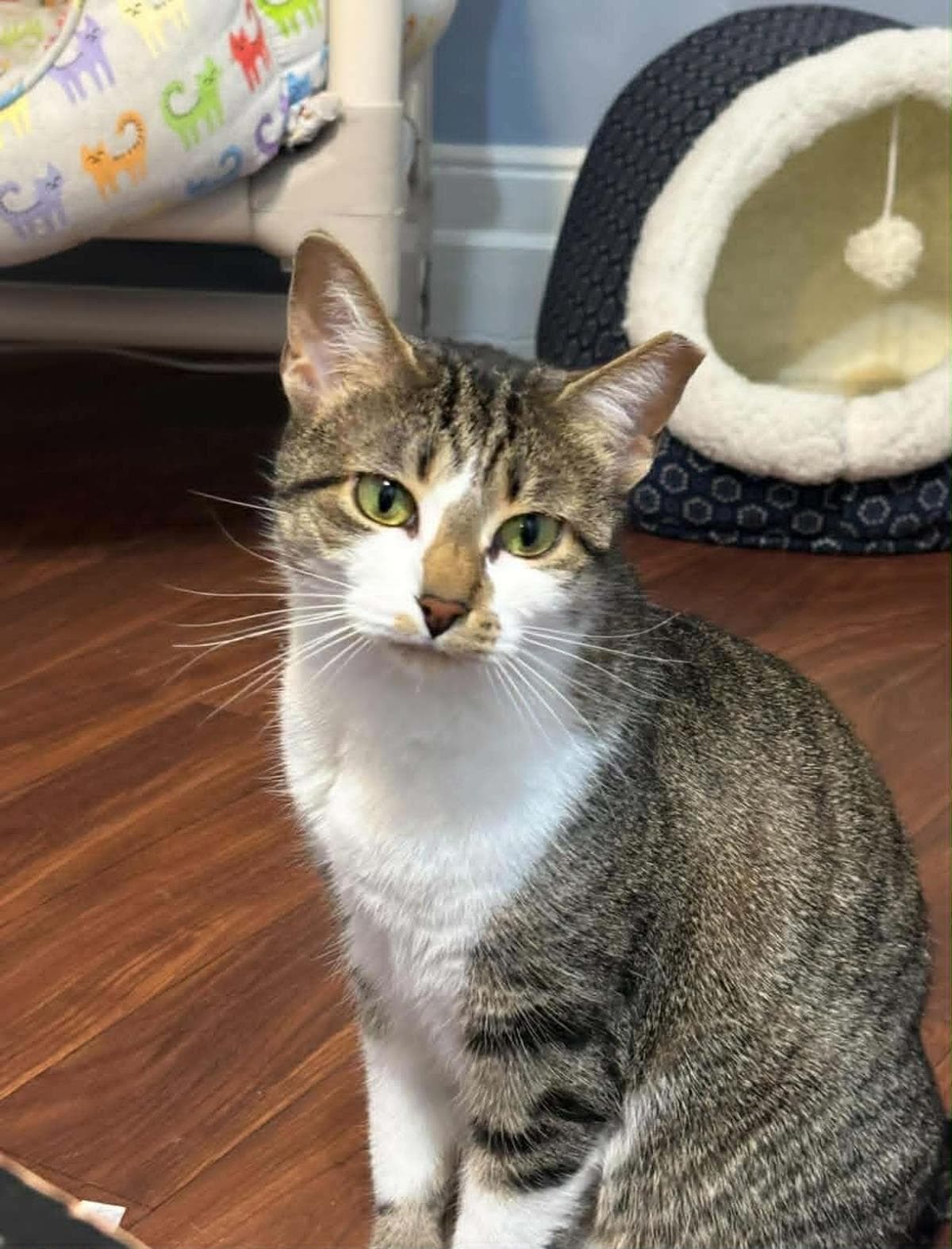 Smudgie