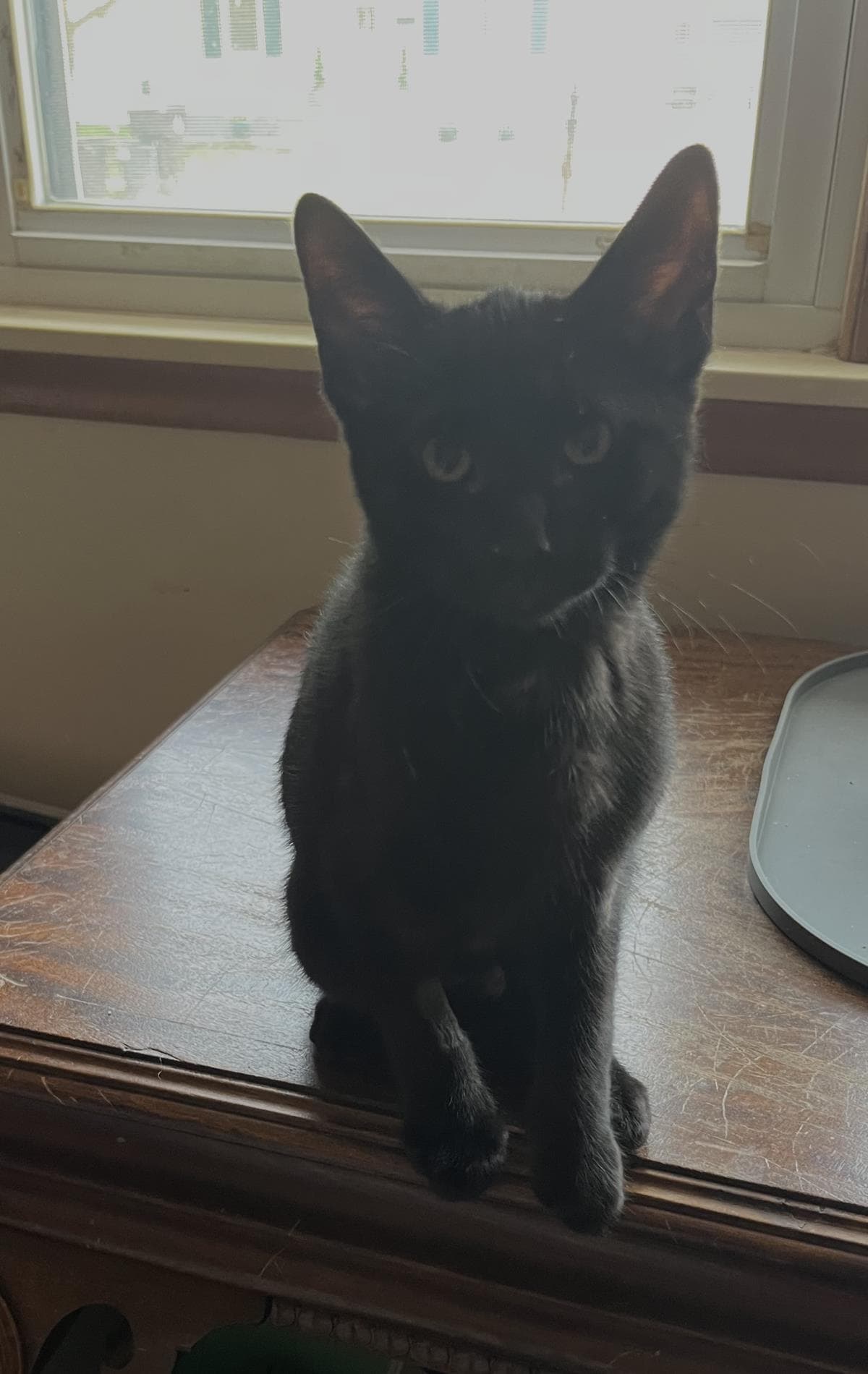 Scout