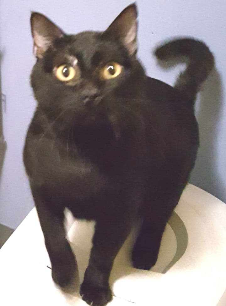 Blushy Panther
