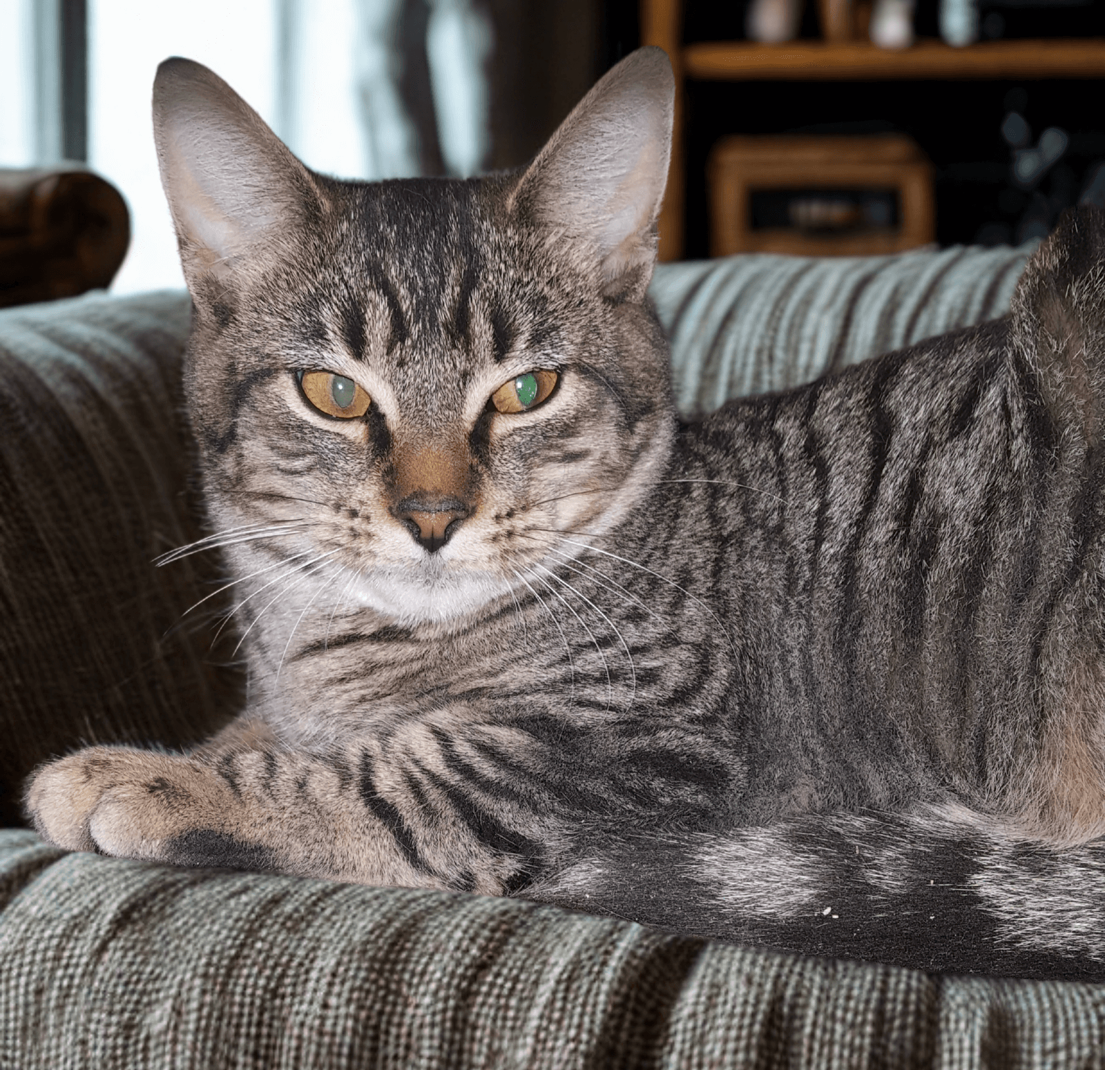 Feathertail