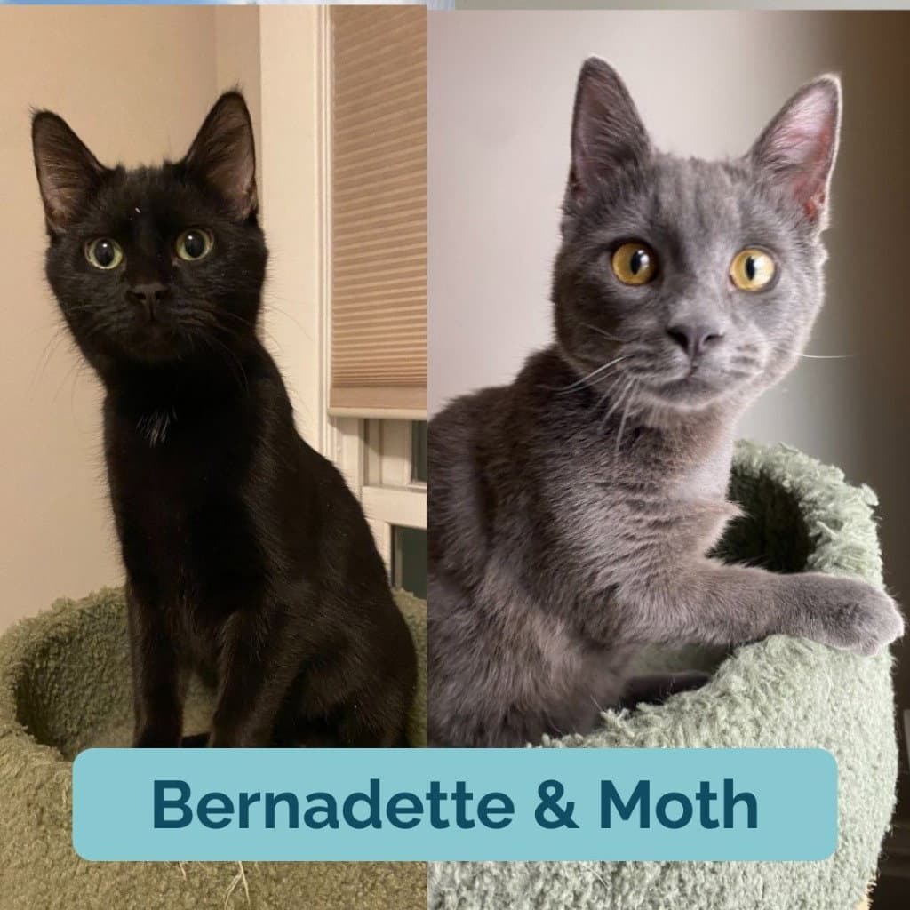 Bernadette (FeLV+) / Moth (FeLV+)