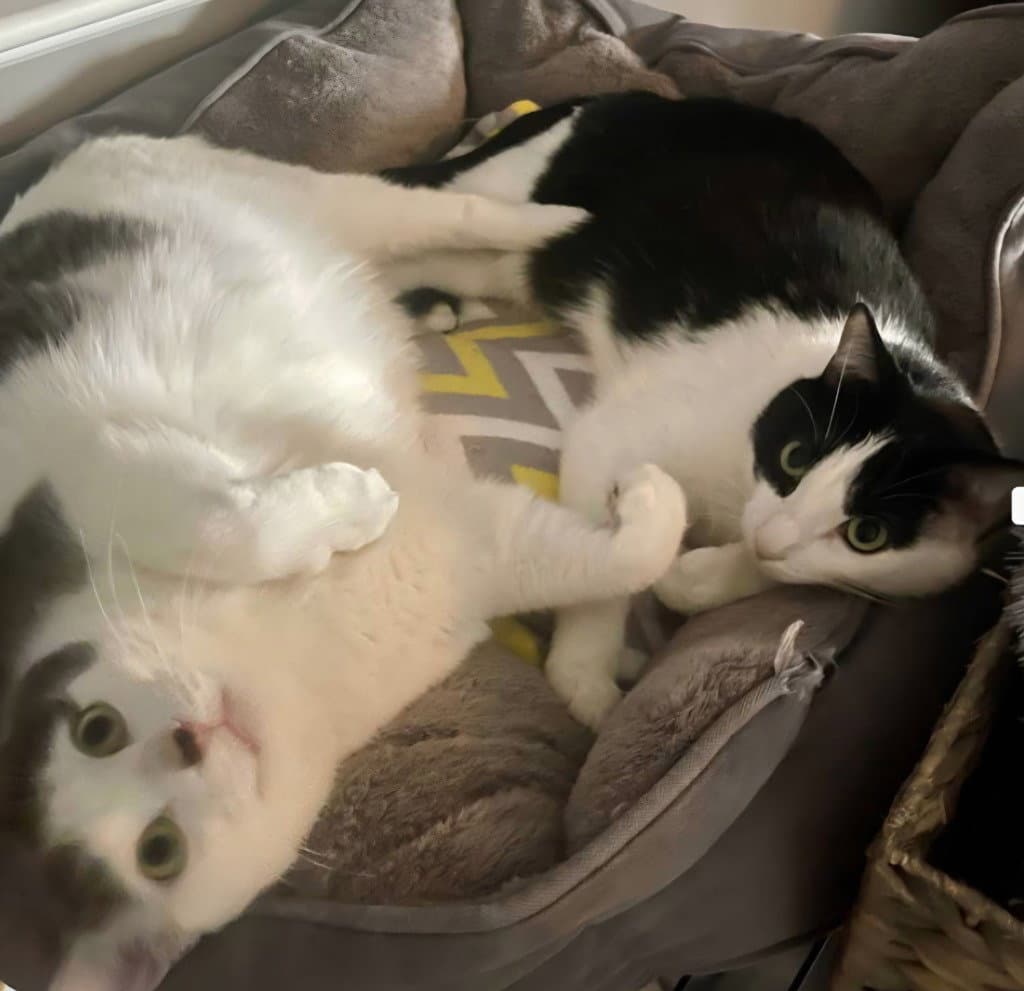 Louie / Vinnie