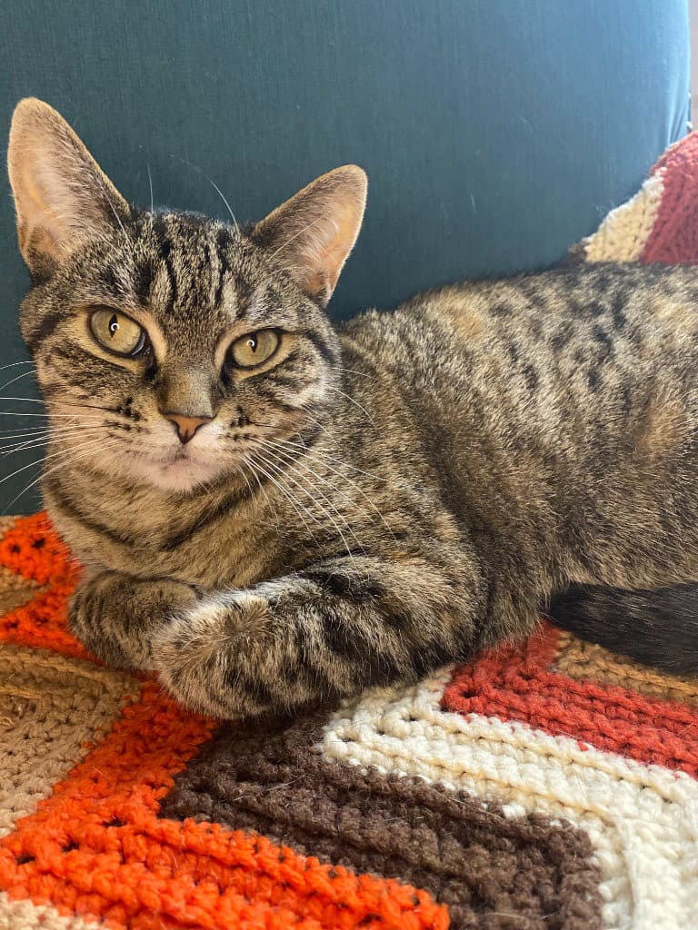 Seven - Pending Adoption