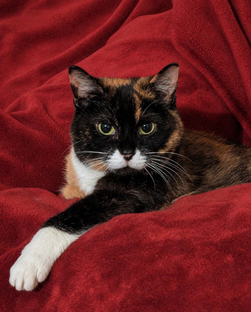 Callie