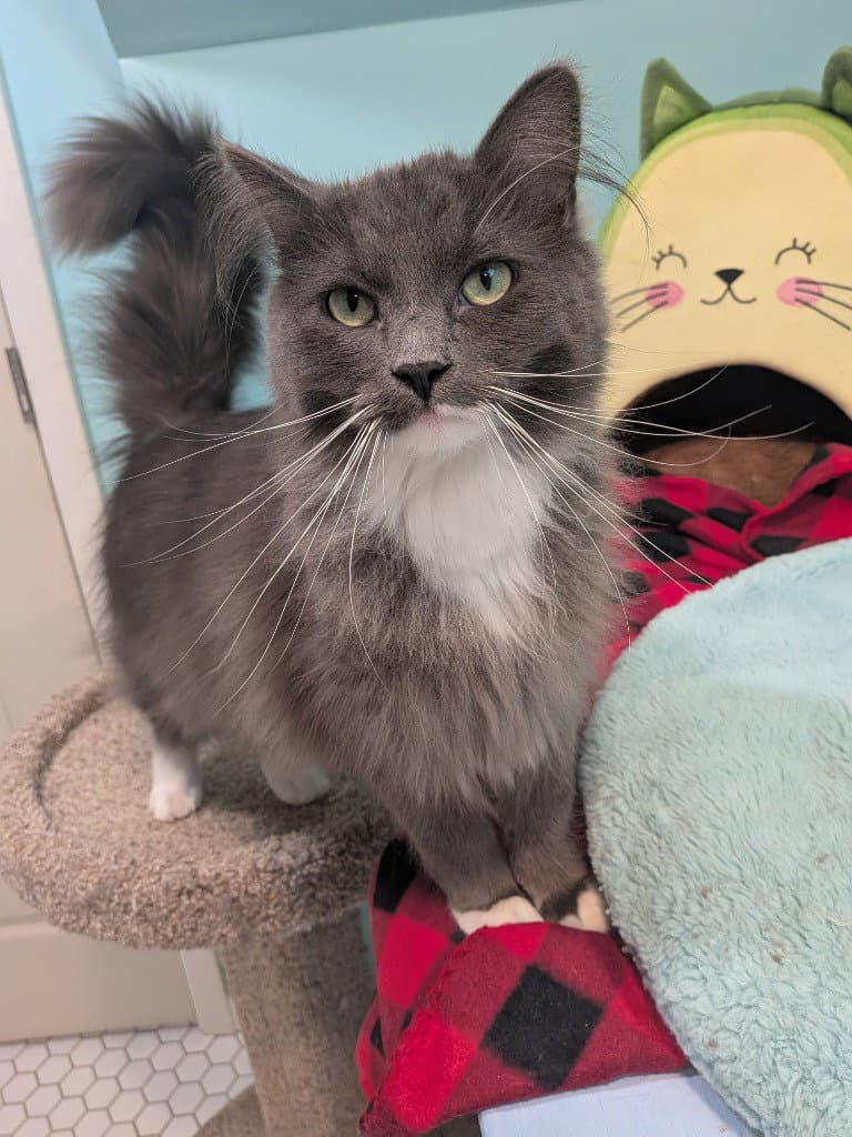 Greyson (Special Needs)