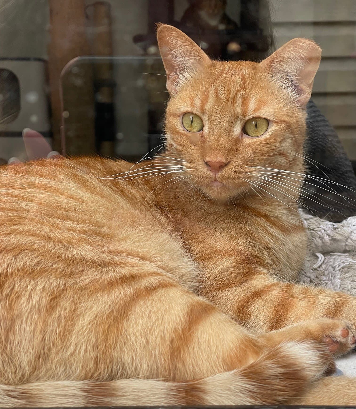 Ginger Boy