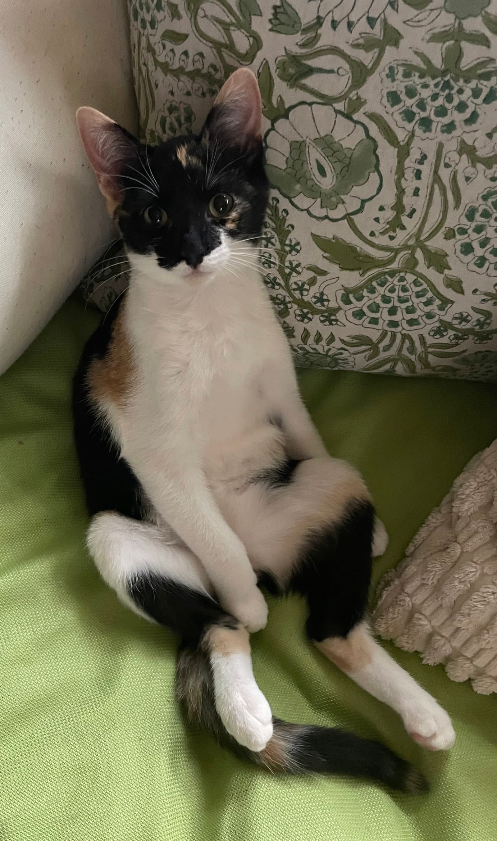 Ari